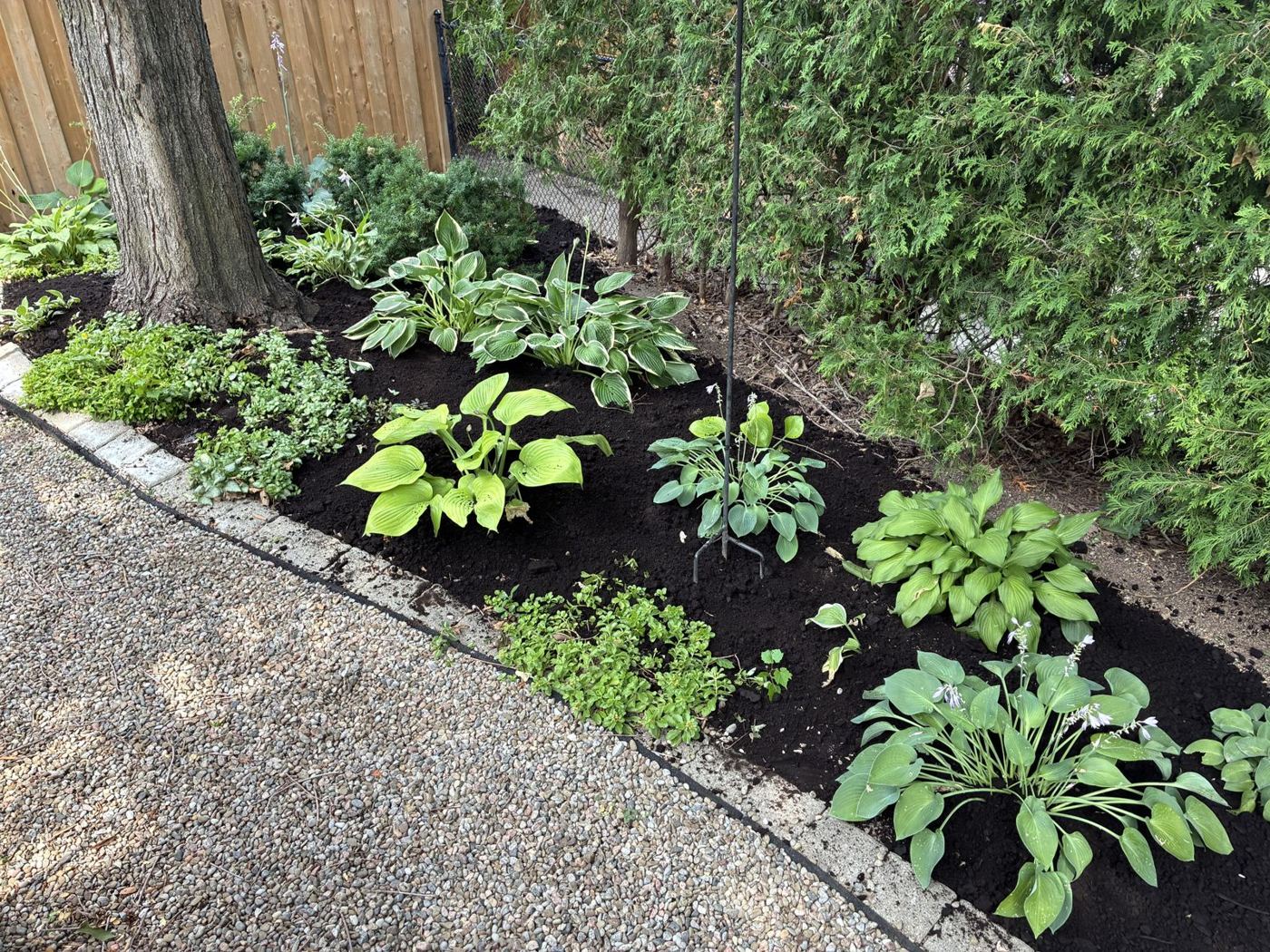 Shade garden bed with hostas planted in fresh dark mulch under mature trees