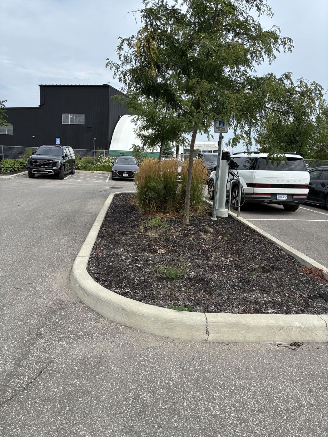 Parking lot tree island freshly mulched around an established tree